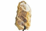 Dinosaur (Triceratops) Frill Shield Section w/ Stand - South Dakota #378594-2
